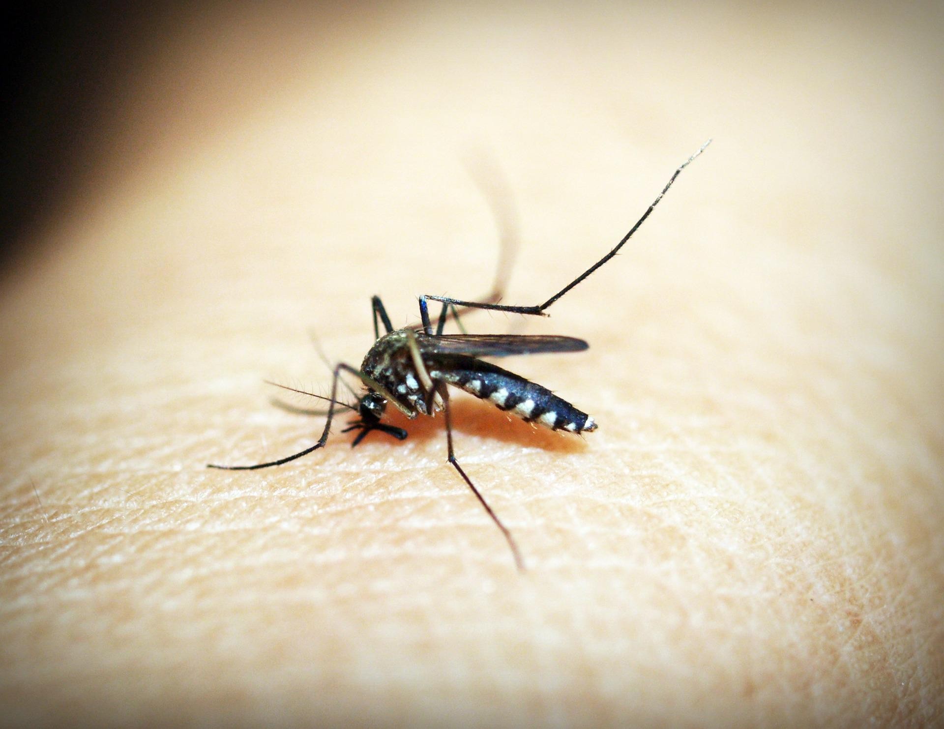 Palotina registra dois mortos por dengue 