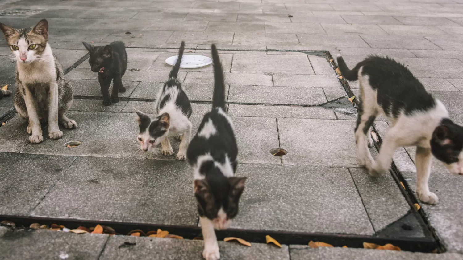 Cascavel registra surto de esporotricose com 116 casos em gatos em 2026