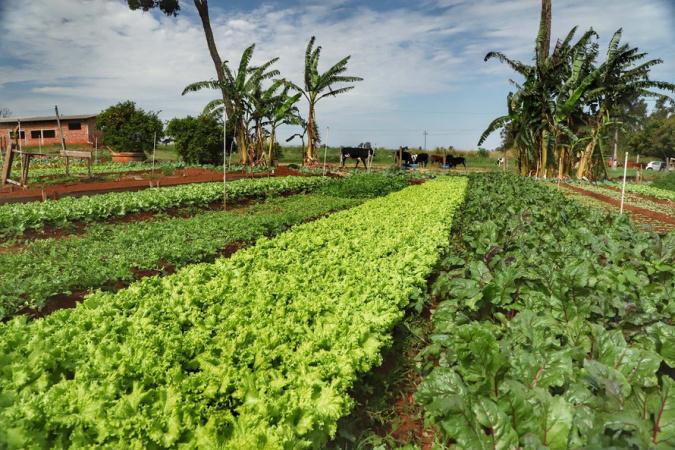 Governo do Estado promove censo para mapear agricultura orgânica paranaense