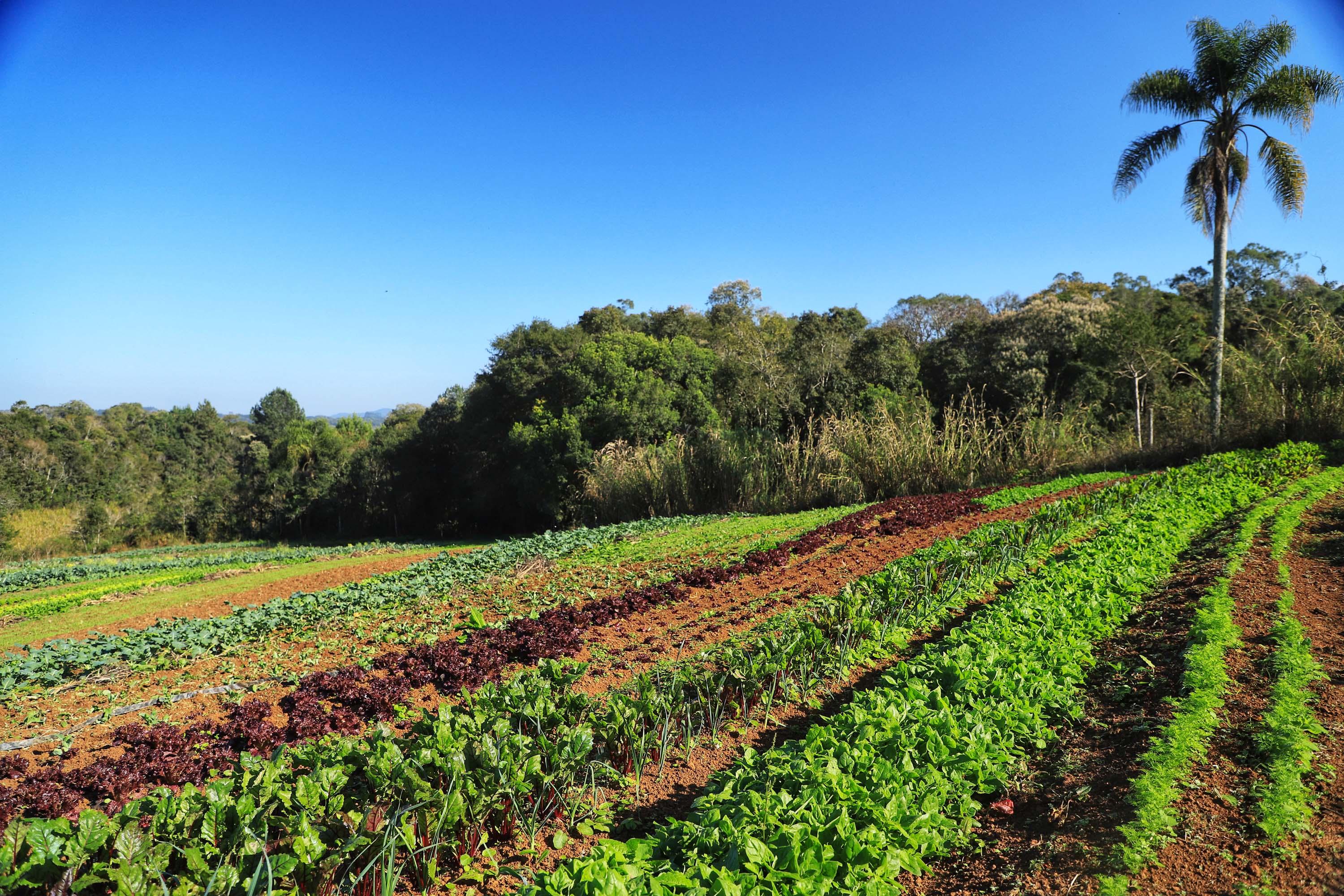 Governo do Estado promove censo para mapear agricultura orgânica paranaense