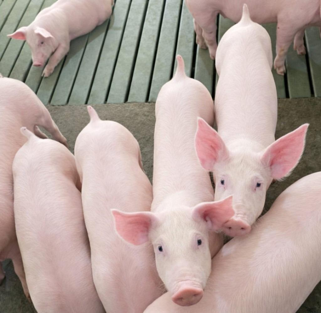 Espaço da suinocultura no Show Rural terá degustações, robô, palestras e demonstração de equipamentos