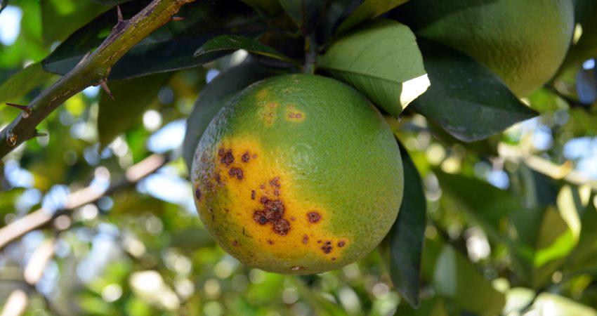 Greening já foi identificado em 164 municípios do Paraná