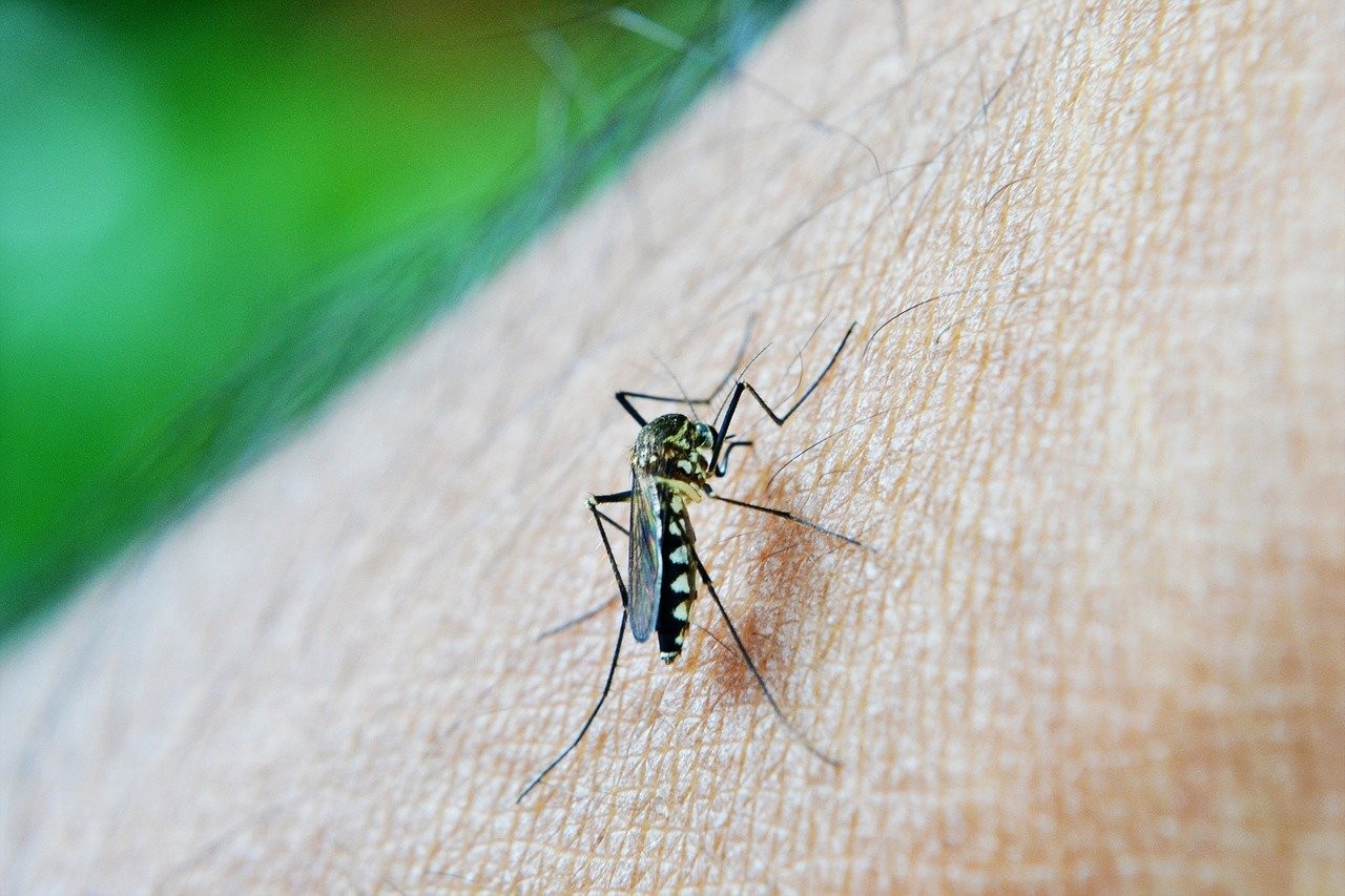 Secretaria de Saúde de Cascavel alerta para 10 fatos sobre a dengue