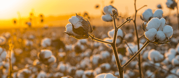 Brasil é um dos principais produtores de algodão