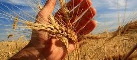 Geada pode prejudicar trigo plantado na região