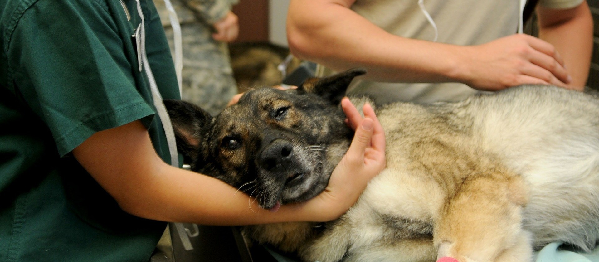 Qual é o futuro da medicina veterinária?