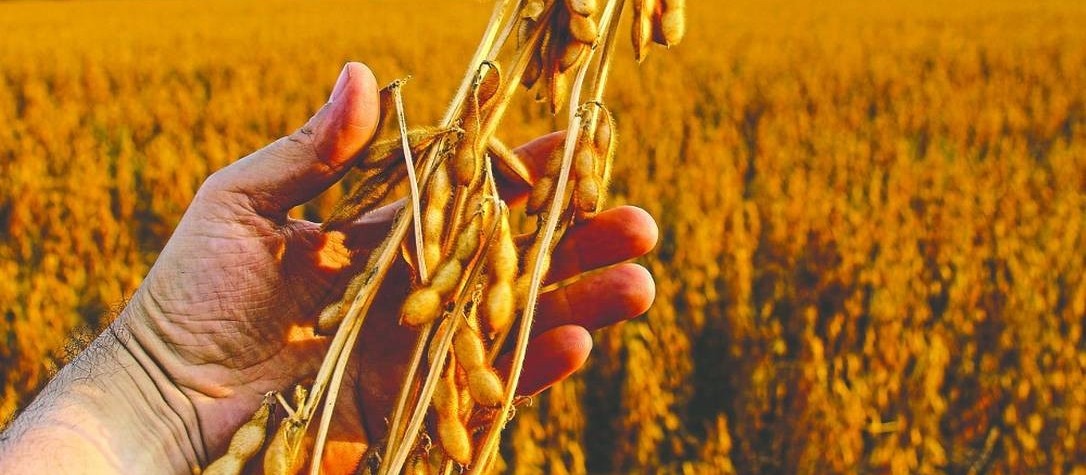 Produtores de soja devem aumentar a área de plantio em 4% 