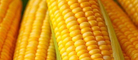 Brasil envia 60 toneladas de milho para os EUA