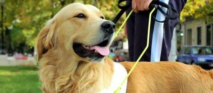 Cães guias terão liberação para entrada em transporte público 