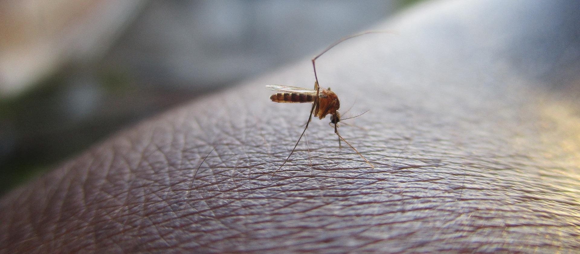 Cascavel confirma  11.156 casos de dengue