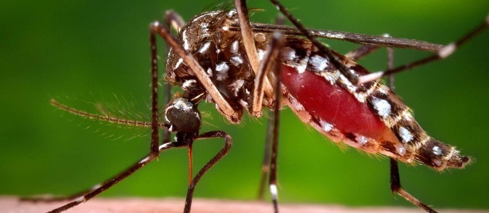 Cascavel registra 56 casos de dengue 
