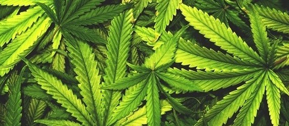 Audiência pública na Assembleia vai debater regulamentação da cannabis