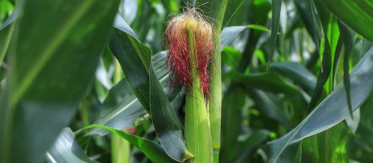 Condições climáticas vão impactar produção do milho safrinha?