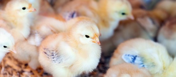 Acirrada disputa entre Santa Catarina e Paraná pelo primeiro lugar na exportação de frango
