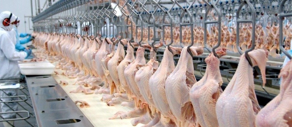 Brasil aumenta em 40% as vendas de carne de frango para o Qatar