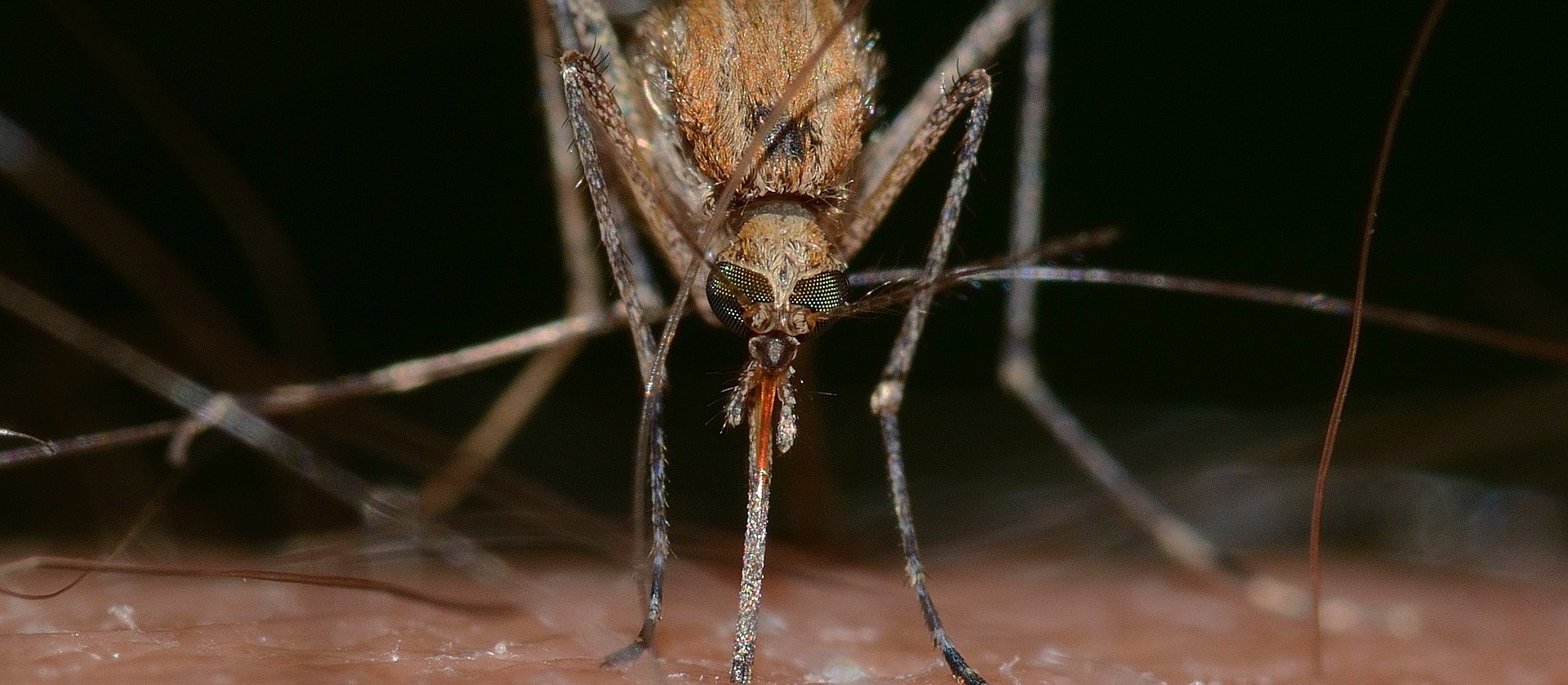 Liga do Bem convoca mais de 31 mil heróis para o combate à dengue em Cascavel    
