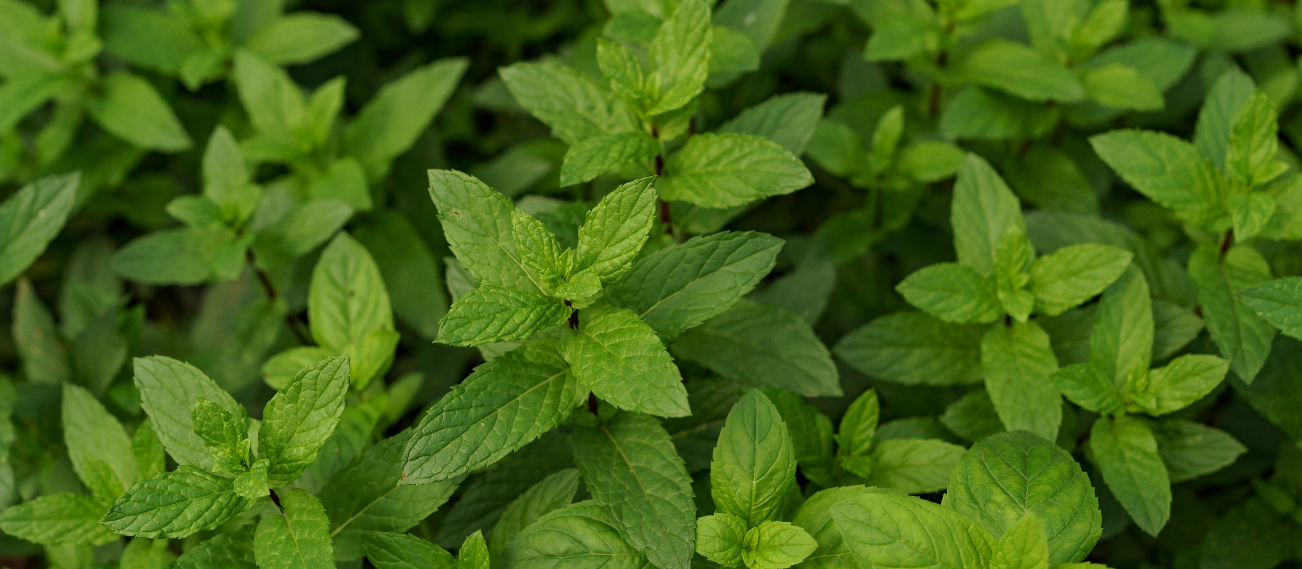 Menta ou hortelã, qual a diferença?