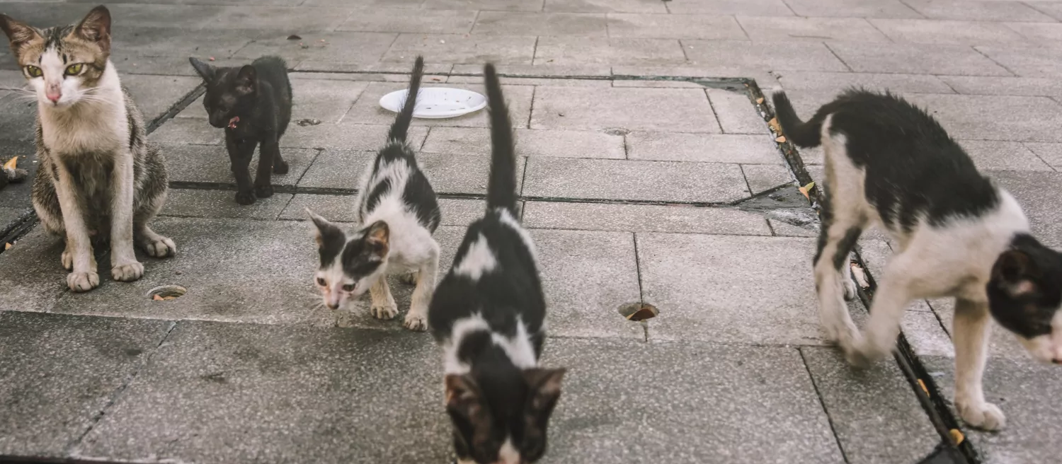 Cascavel registra surto de esporotricose com 116 casos em gatos em 2026
