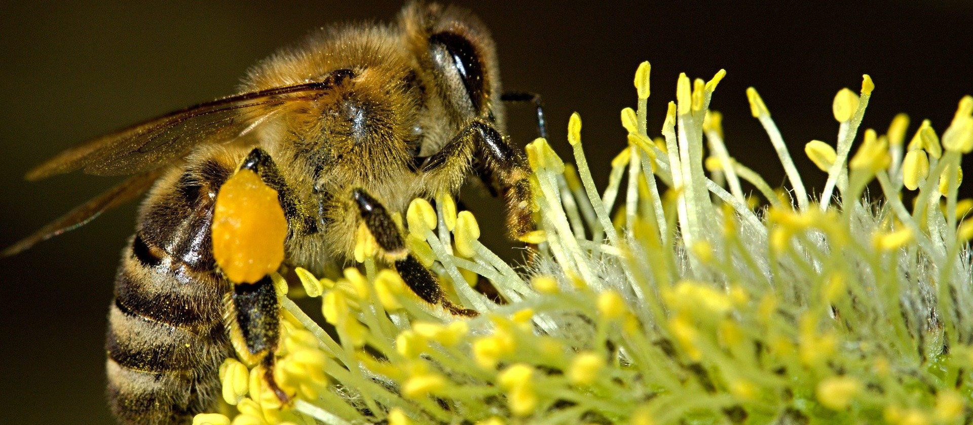 Defesa Civil alerta para surto de abelhas 