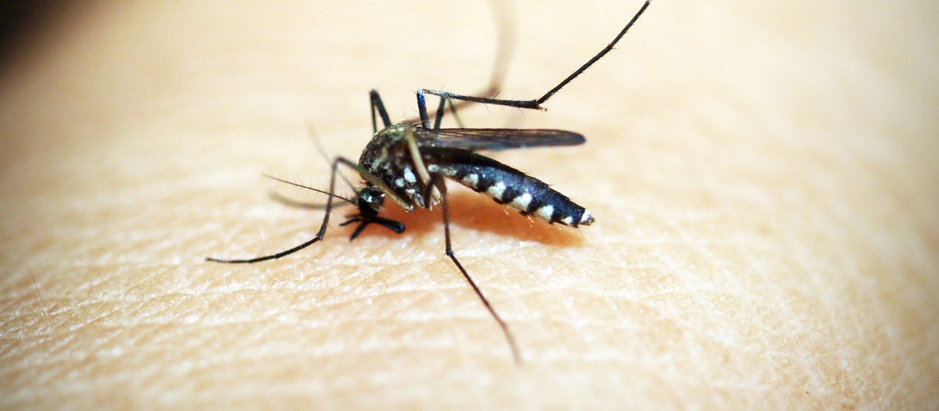Cascavel tem 32 casos positivos de dengue em novo ciclo epidemiológico