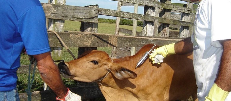 Novos casos de raiva em equinos e bovinos coloca em alerta autoridades de sanidade animal