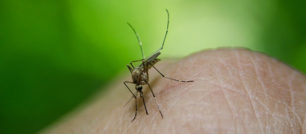 Dias frios devem ser aproveitados para acabar com criadouros, alerta Combate à Dengue