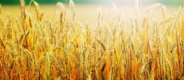 Plantio do trigo avança no Brasil 
