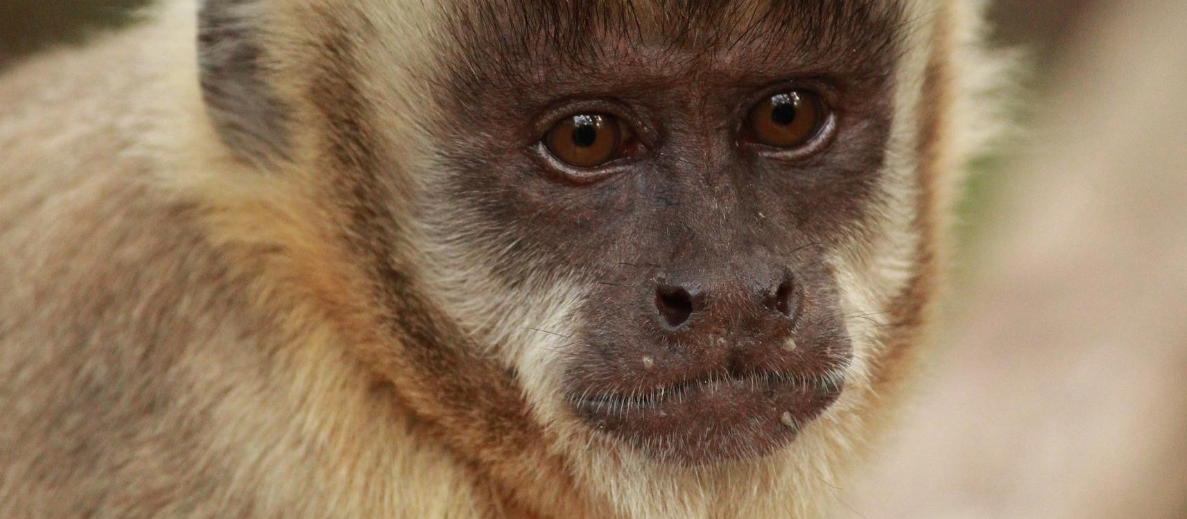 Município emite nota sobre macaco-prego morto no Lago Azul