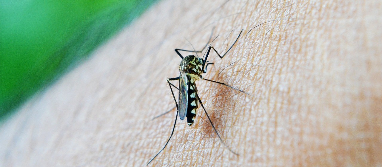 Cascavel confirma 1 .549 novos casos de dengue 