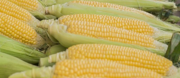 Safra de milho deve atingir nível recorde 