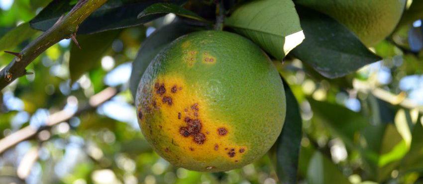 Greening já foi identificado em 164 municípios do Paraná