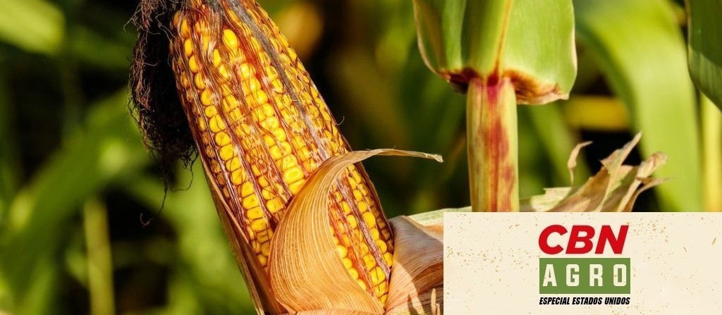 Produtor de milho tem rendimento de até 15 ton/hectare e está no top 20 dos EUA