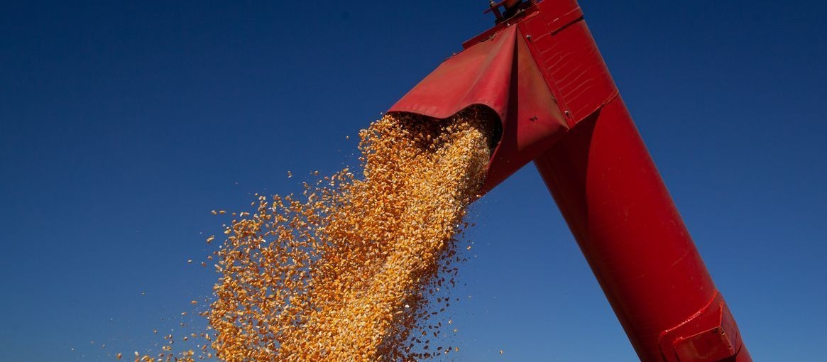 Produção da safra de milho deve atingir 115,6 mi de toneladas