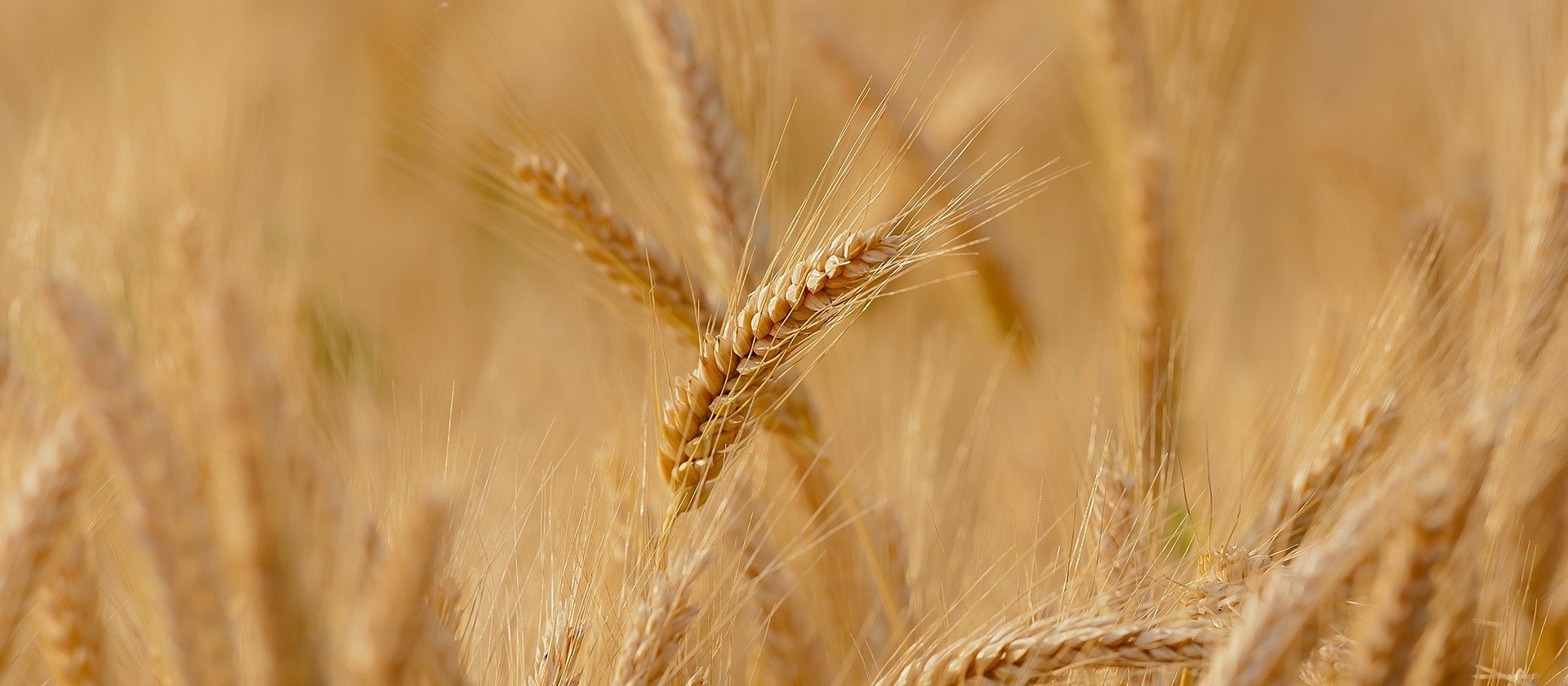 Área de trigo pode apresentar aumento para próxima safra de inverno