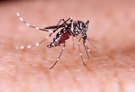 Cascavel registra o primeiro caso de Chikungunya