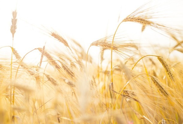  A média de preços do trigo no primeiro semestre de 2019 é superior à do mesmo período do ano passado