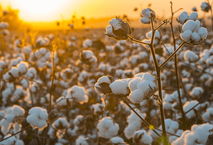 Brasil é um dos principais produtores de algodão