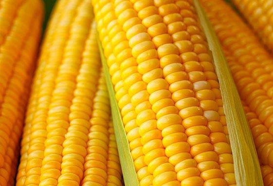 Brasil envia 60 toneladas de milho para os EUA