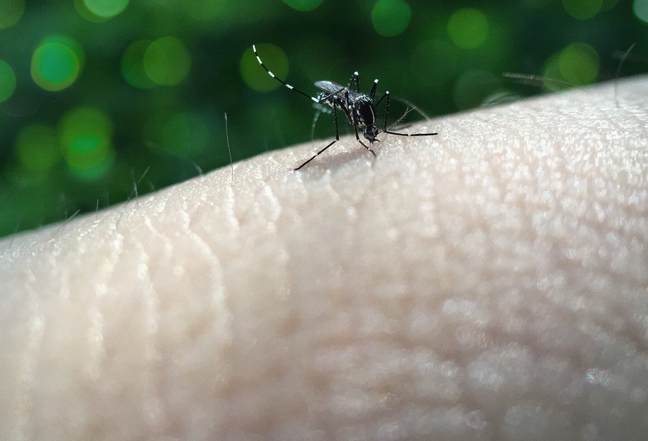 Proteja-se Contra a Doença da Dengue com nossas dicas