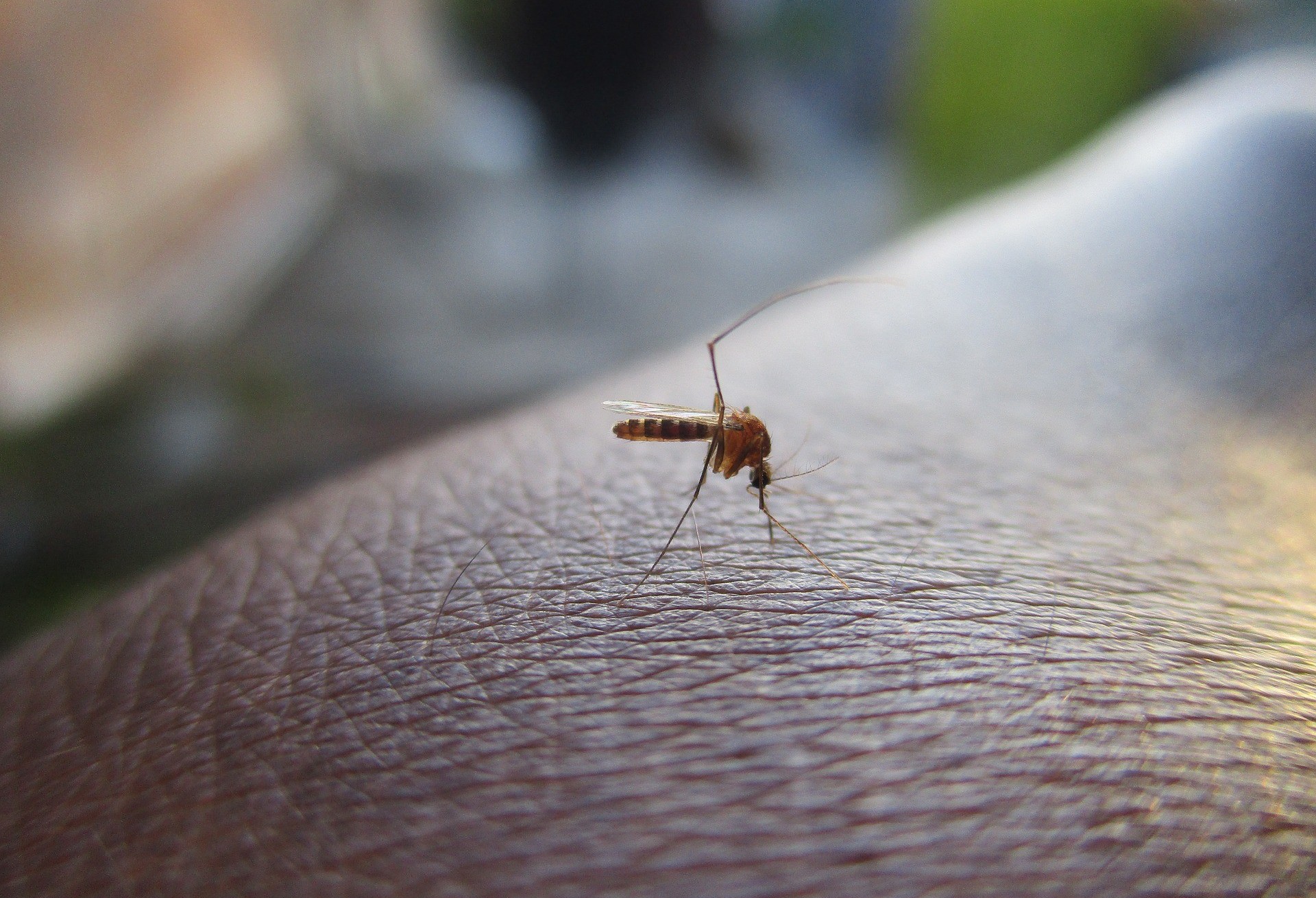 Cascavel confirma 28 casos de dengue em 51 dias do novo ciclo epidemiológico 
