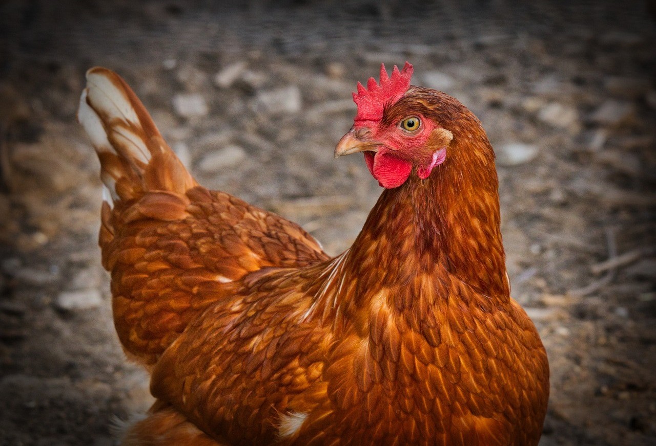 Focos da influenza aviária estão restritos à região litorânea do estado