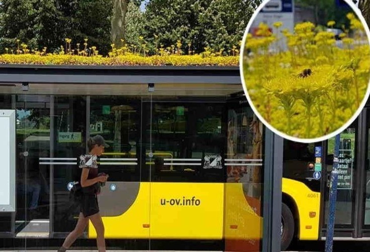 Cidade holandesa transforma pontos de ônibus para salvar abelhas