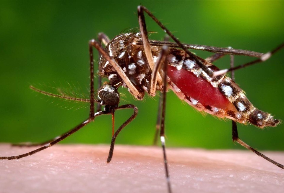 Cascavel registra 56 casos de dengue 