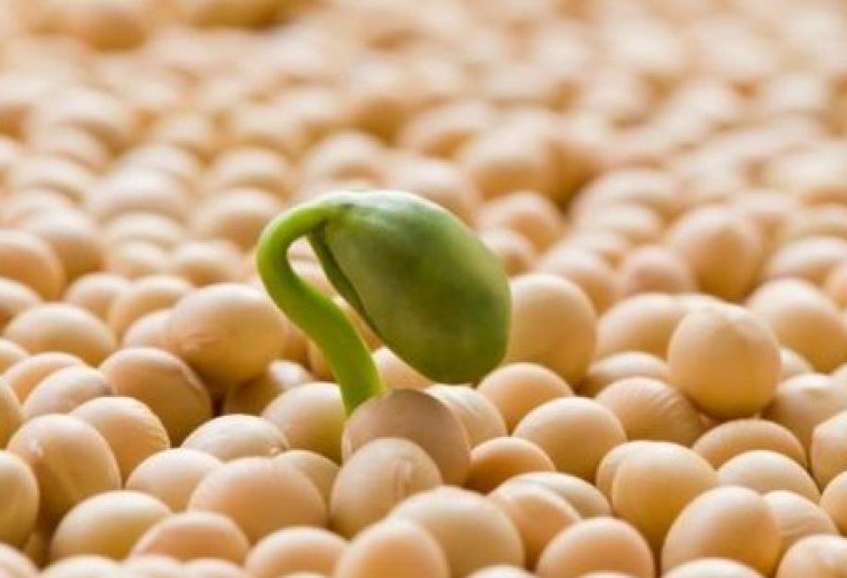 Problemas climáticos foram decisivos para o resultado da produção de soja 