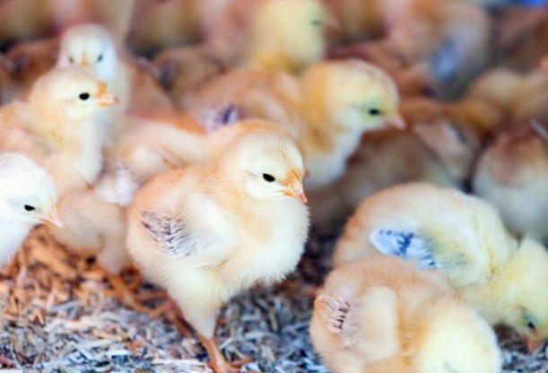 Acirrada disputa entre Santa Catarina e Paraná pelo primeiro lugar na exportação de frango