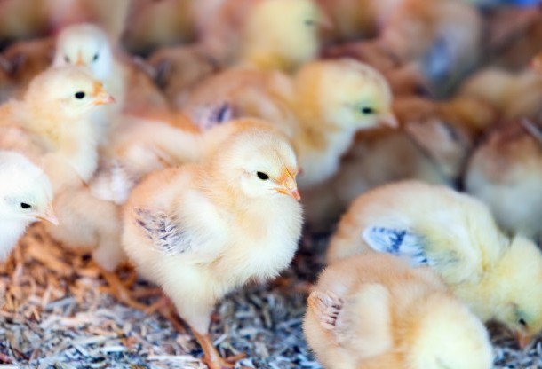 Exportação avícola para a China em maio é 110% superior ao mesmo mês de 2018