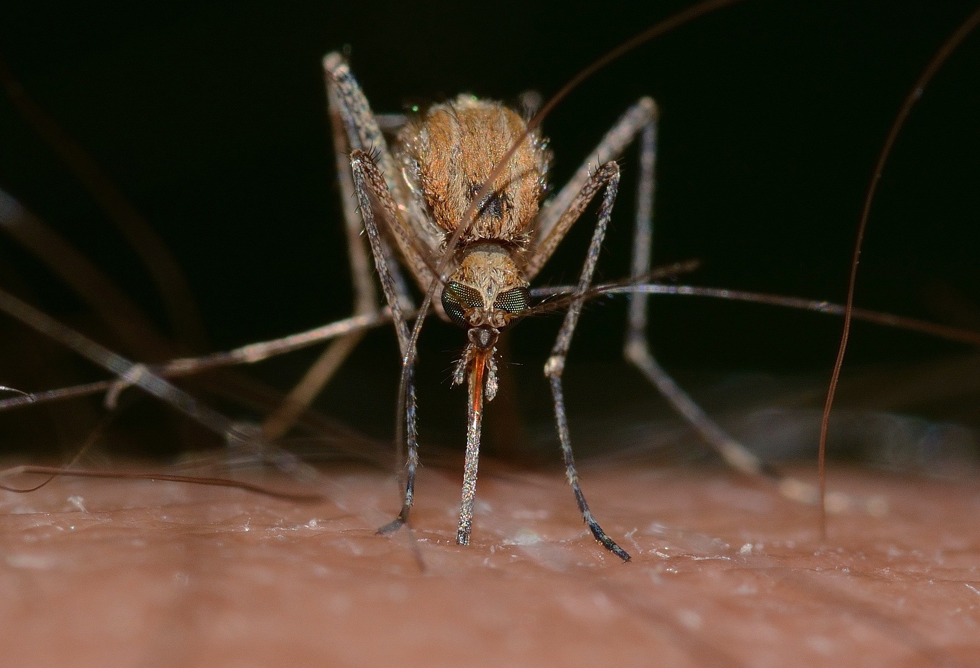 Liga do Bem convoca mais de 31 mil heróis para o combate à dengue em Cascavel    