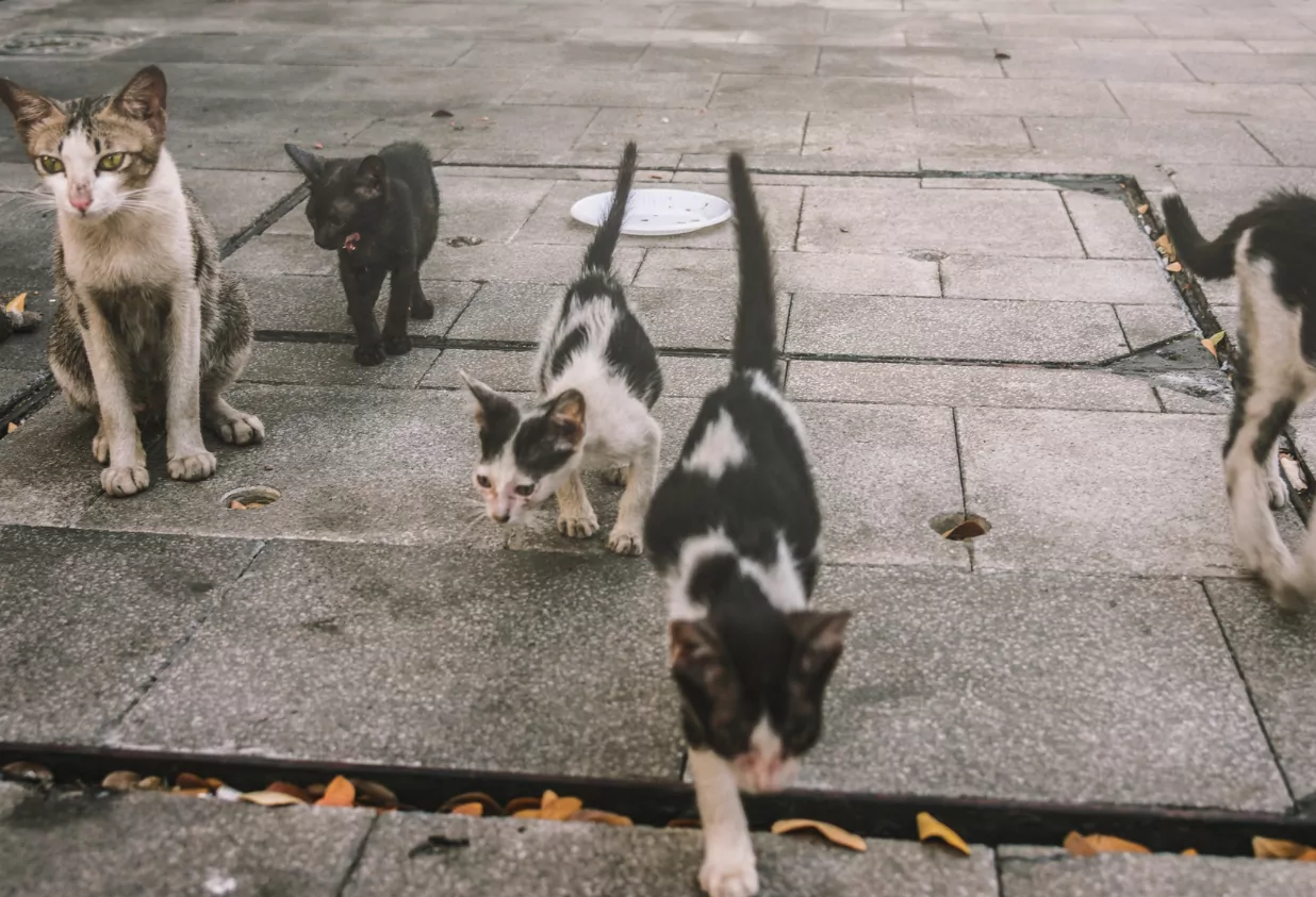 Cascavel registra surto de esporotricose com 116 casos em gatos em 2026