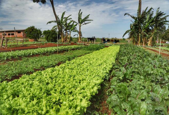 Governo do Estado promove censo para mapear agricultura orgânica paranaense