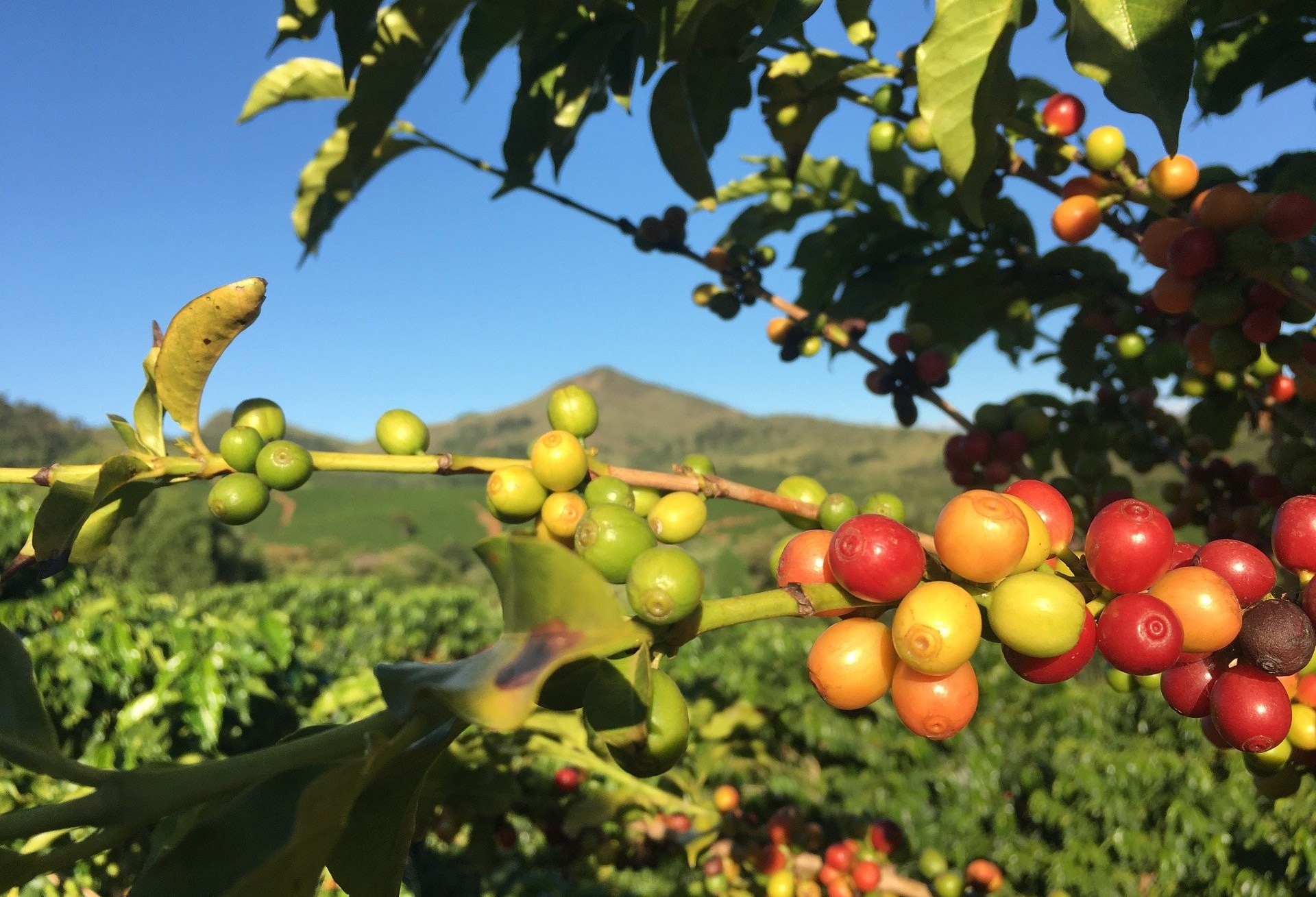 Frio pode trazer danos para plantação de café e cana-de-açúcar 